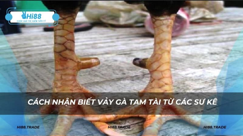 Cách nhận biết vảy gà Tam Tài từ các sư kê