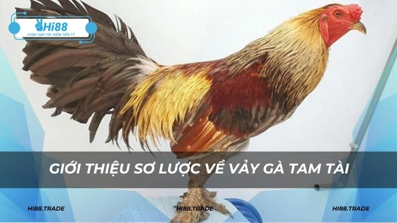 Giới thiệu sơ lược về vảy gà Tam Tài